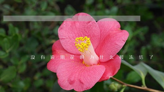 没有逾期花呗为什么被冻结了 没有逾期花呗为什么被冻结了