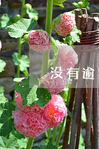 没有逾期花呗被冻结怎么申请解封 没有逾期花呗被冻结怎么申请解封