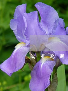 没有逾期被拖车 没有逾期被拖车