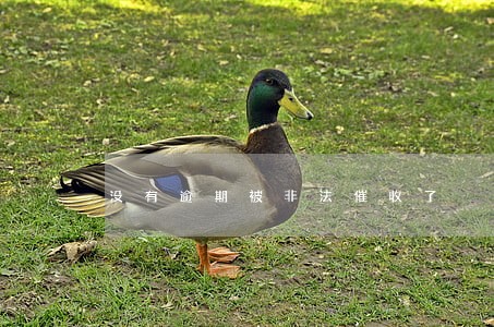 没有逾期被非法催收了 没有逾期被非法催收了