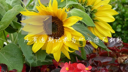 没有逾期记录为什么借不到款 没有逾期记录为什么借不到款