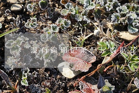 没有逾期记录但是数据花了怎么办 没有逾期记录但是数据花了怎么办