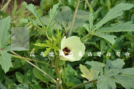 没有逾期记录信贷公司会放款吗