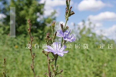 没有逾期记录房贷一定过吗 没有逾期记录房贷一定过吗