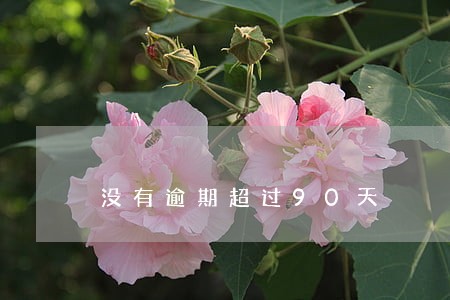 没有逾期超过90天 没有逾期超过90天