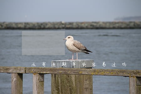没有逾期车贷容易过吗 没有逾期车贷容易过吗