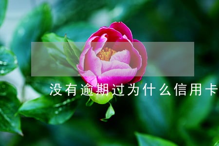 没有逾期过为什么信用卡被拒 没有逾期过为什么信用卡被拒