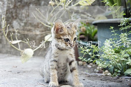 没有逾期过信用卡被冻结 没有逾期过信用卡被冻结