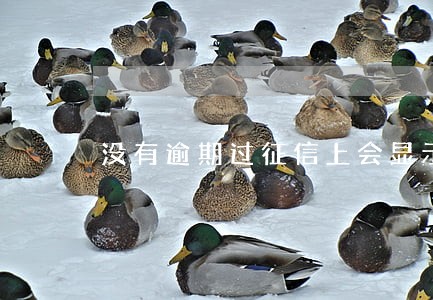 没有逾期过征信上会显示吗 没有逾期过征信上会显示吗
