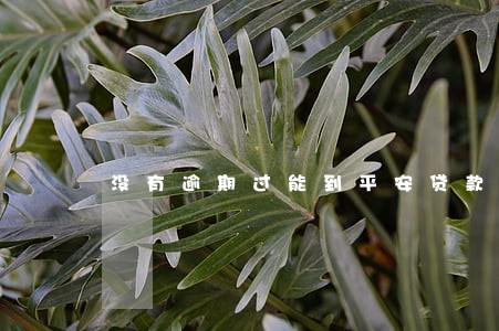 没有逾期过能到平安贷款吗 没有逾期过能到平安贷款吗