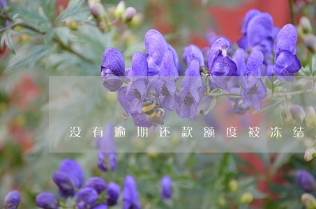 没有逾期还款额度被冻结怎么办 没有逾期还款额度被冻结怎么办