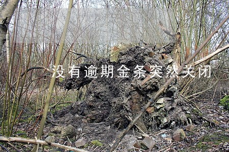 没有逾期金条突然关闭 没有逾期金条突然关闭