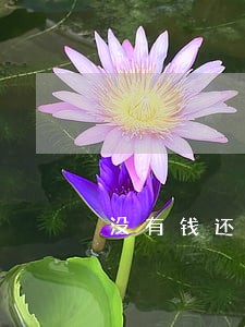 没有钱还了都等逾期