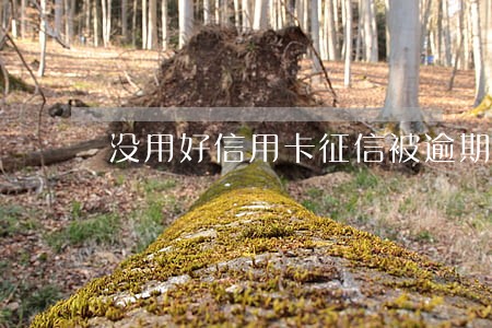 没用好信用卡征信被逾期了 没用好信用卡征信被逾期了
