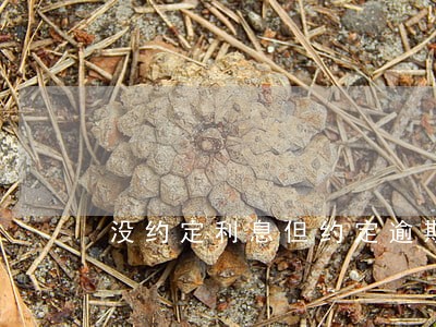 没约定利息但约定逾期利率 没约定利息但约定逾期利率