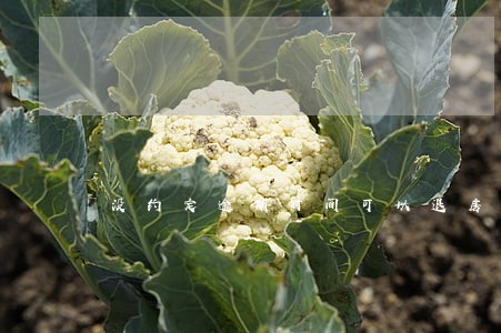 没约定逾期时间可以退房吗 没约定逾期时间可以退房吗