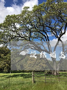 没结婚怎么申请法律援助 没结婚怎么申请法律援助