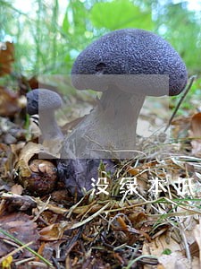 没绿本抵押车逾期多久能给卖了 没绿本抵押车逾期多久能给卖了