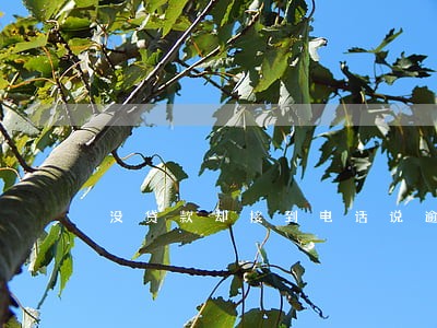 没贷款却接到电话说逾期20天 没贷款却接到电话说逾期20天
