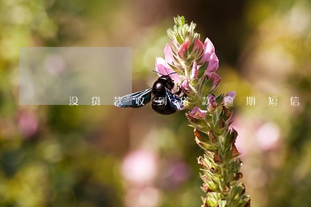 没贷款收到贷款逾期短信