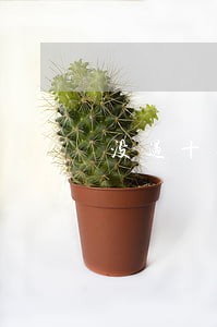 没过十二点不能还款导致逾期 没过十二点不能还款导致逾期