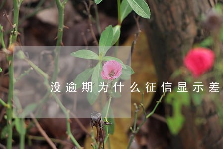 没逾期为什么征信显示差 没逾期为什么征信显示差