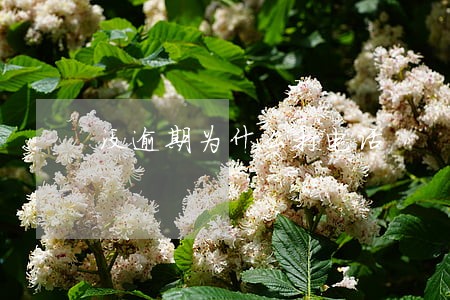没逾期为什么打电话