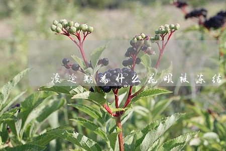 没逾期为什么花呗被冻结了 没逾期为什么花呗被冻结了