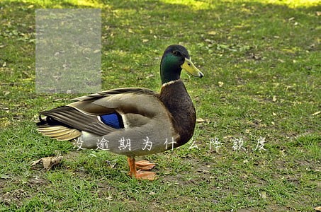 没逾期为什么降额度 没逾期为什么降额度