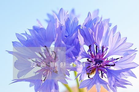 没逾期但查询多 没逾期但查询多