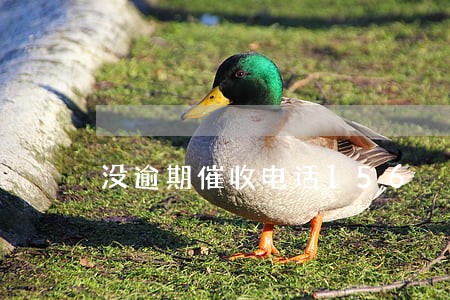没逾期催收电话156 没逾期催收电话156