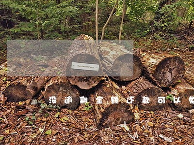 没逾期全额还款可以免利息吗 没逾期全额还款可以免利息吗