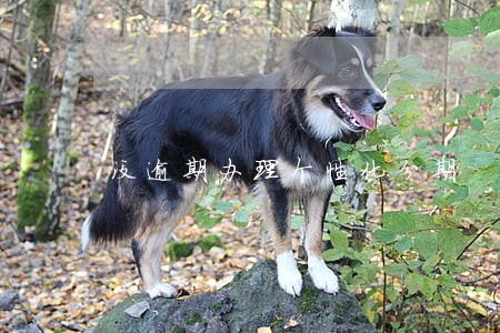 没逾期办理个性化分期 没逾期办理个性化分期