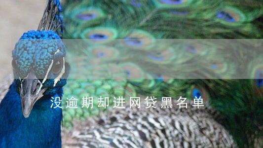 没逾期却进网贷黑名单 没逾期却进网贷黑名单