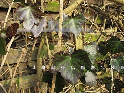 没逾期征信修复怎么修复
