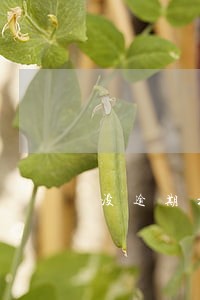 没逾期拍拍贷会不会下款失败 没逾期拍拍贷会不会下款失败