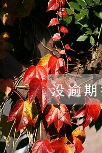 没逾期招联降额了