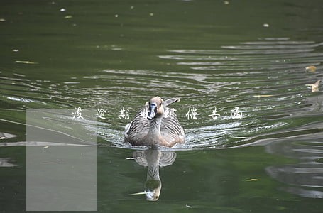 没逾期收到催告函 没逾期收到催告函