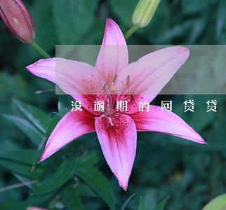 没逾期的网贷贷款哪个 没逾期的网贷贷款哪个