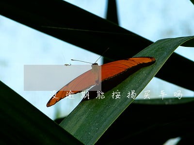 没逾期能按揭买车吗 没逾期能按揭买车吗