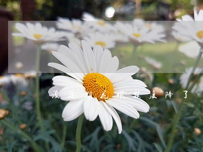 没逾期花呗额度降了 没逾期花呗额度降了
