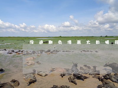 没逾期负债高大数据花 没逾期负债高大数据花
