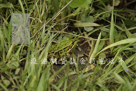 没逾期贷款会打电话不 没逾期贷款会打电话不