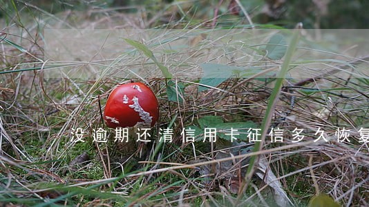 没逾期还清信用卡征信多久恢复 没逾期还清信用卡征信多久恢复