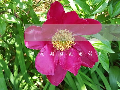 没逾期骚扰电话多 没逾期骚扰电话多
