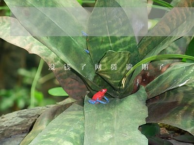 没钱了网贷逾期了 没钱了网贷逾期了