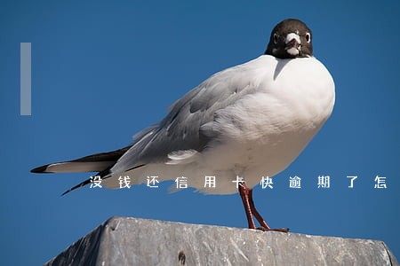 没钱还信用卡快逾期了怎么办 没钱还信用卡快逾期了怎么办