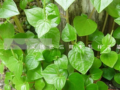 没钱还信用卡怎样才能不逾期 没钱还信用卡怎样才能不逾期