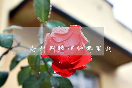 沧州刑辩律师哪里找 沧州刑辩律师哪里找