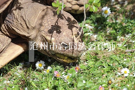 沧州市合同法务律师 沧州市合同法务律师
